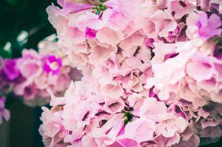 Pink flower in the garden or nature park Thailand vintage