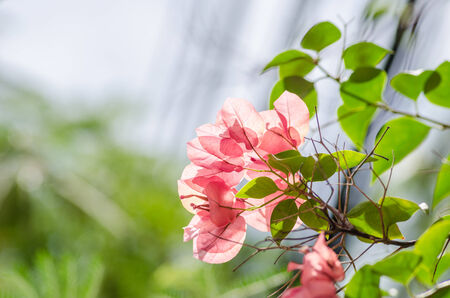 Paper flowers or Bougainvillea in the garden or nature park