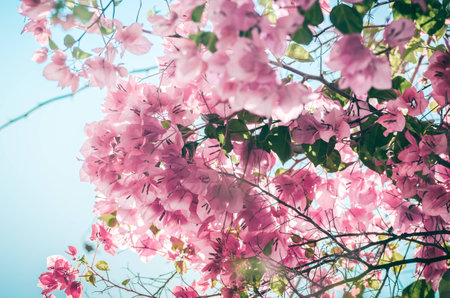 Paper flowers or Bougainvillea in the garden or nature park vintage