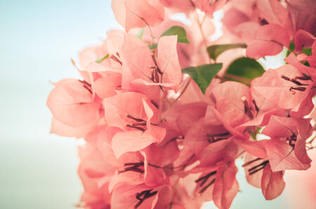 Paper flowers or Bougainvillea in the garden or nature park vintageの写真素材