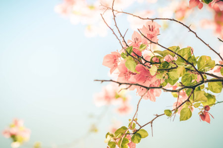 Paper flowers or Bougainvillea in the garden or nature park vintageの写真素材