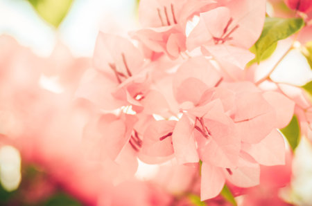 Paper flowers or Bougainvillea in the garden or nature park vintageの写真素材