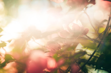 Paper flowers or Bougainvillea in the garden or nature park vintageの写真素材
