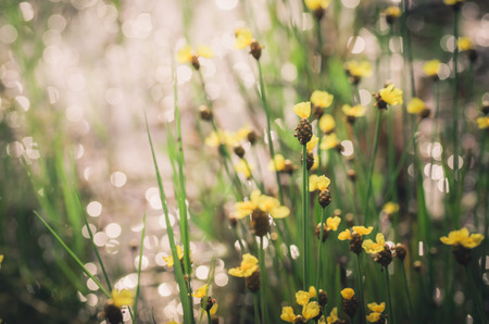 Xyris yellow flowers or Xyridaceae wild flower in Thailand vintageの写真素材