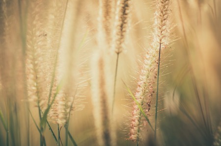 Dwarf Foxtail Grass or Pennisetum alopecuroides weed plants flowers vintage