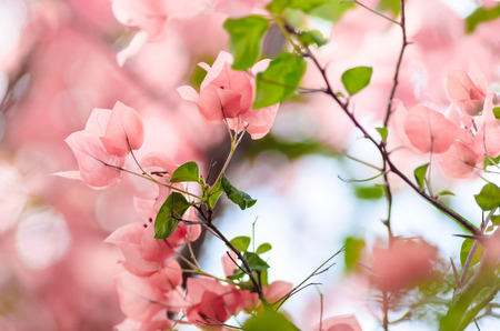 Paper flowers or Bougainvillea in the garden or nature parkの写真素材