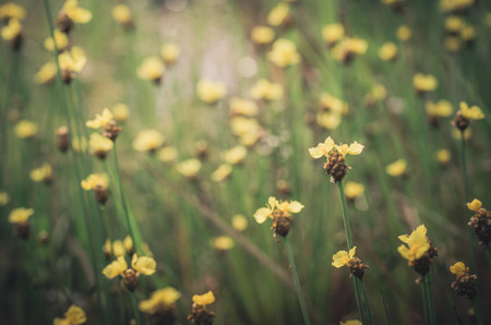 Xyris yellow flowers or Xyridaceae wild flower in Thailand vintageの写真素材