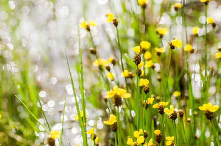 Xyris yellow flowers or Xyridaceae wild flower in Thailand