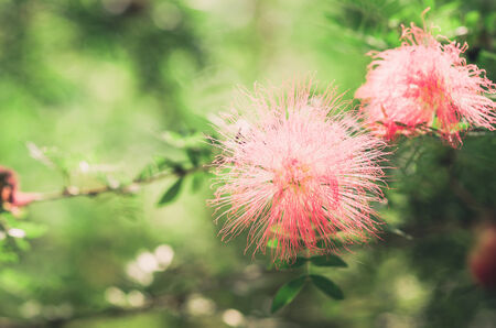 Pink flower in the garden or nature park Thailand vintageの写真素材