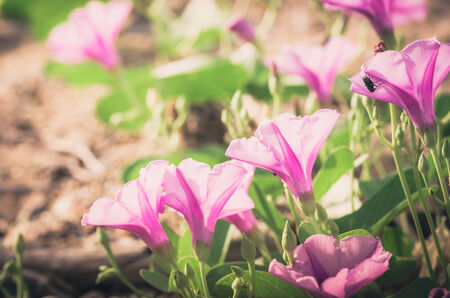 Morning glory or Convolvulaceae flowers or Bindweed Family in the nature or the garden vintageの写真素材