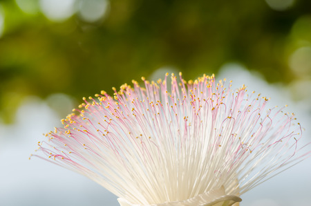 Fish Poison Tree or Putat or Sea Poison Tree or Barringtonia asiatica flowers in the natureの写真素材