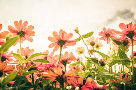 Zinnia angustifolia flowers in the garden nature and park vintageの写真素材