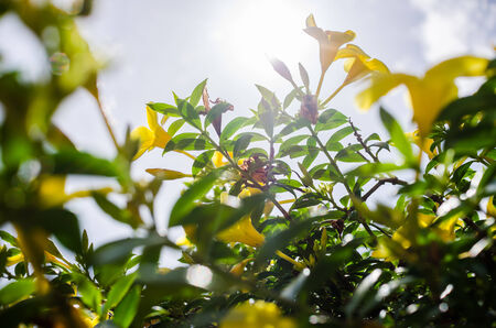 Golden Trumpet flower or Allamanda cathartica in the garden or nature park