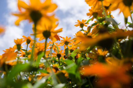 Zinnia angustifolia flowers in the garden nature and parkの写真素材