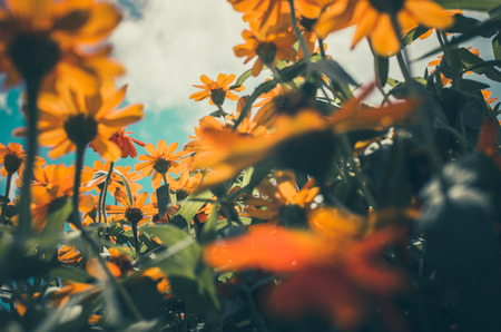 Zinnia angustifolia flowers in the garden nature and park vintageの写真素材