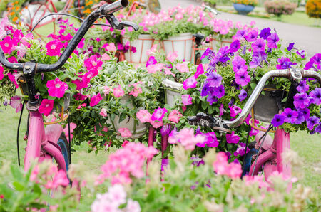 Petunia or Petunia Hybrida Vilm in the garden or nature parkの写真素材