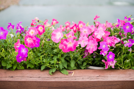 Petunia or Petunia Hybrida Vilm in the garden or nature parkの写真素材