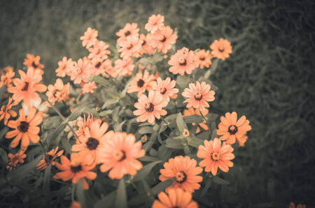 Zinnia angustifolia flowers in the garden nature and park vintageの写真素材
