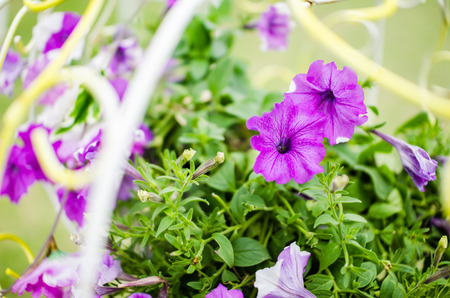 Petunia or Petunia Hybrida Vilm in the garden or nature parkの写真素材