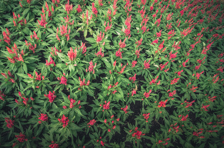 Celosia or Wool flowers or Cockscomb flower in the garden or nature park vintageの写真素材