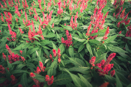 Celosia or Wool flowers or Cockscomb flower in the garden or nature park vintage