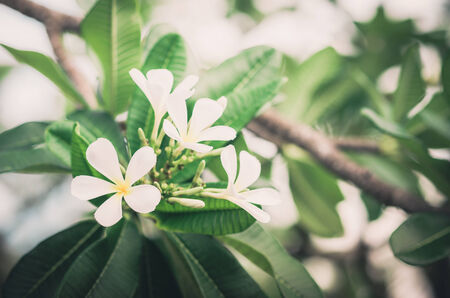 Frangipani or Pagoda tree or Temple tree flower in the garden or nature vintageの写真素材