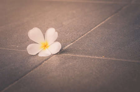 Frangipani or Pagoda tree or Temple tree flower in the garden or nature vintageの写真素材