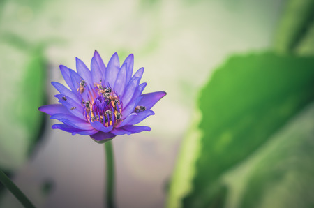 Lotus or Water lily flower in the pond and in the nature vintageの写真素材