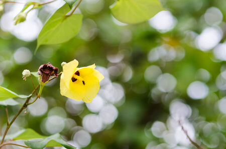 Shoe Flower or Hibiscus or Chinese rose or Hibiscus rosa sinensis flower in the nature or in the gardenの写真素材