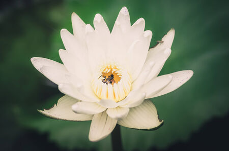 Lotus or Water lily flower in the pond and in the nature vintage