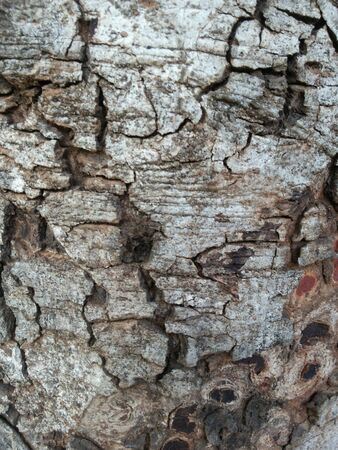 Tree background