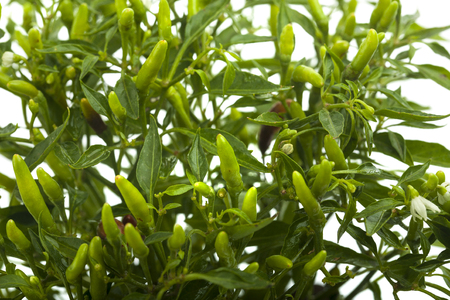 Fresh chili growing on the treeの写真素材