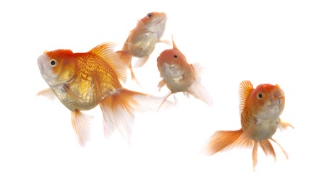 Goldfish on White Backgroundの写真素材