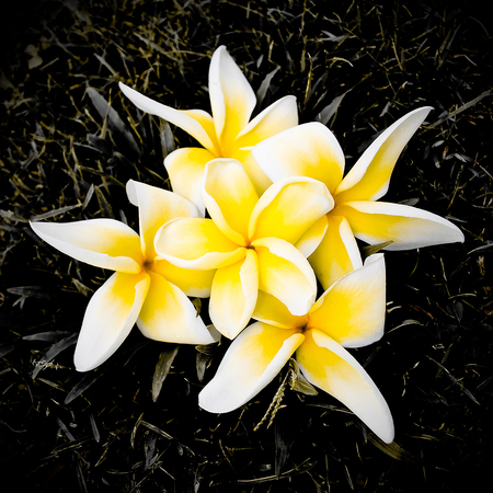 Plumeriaの写真素材