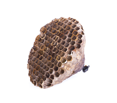 Hornet nests white backgroundの写真素材