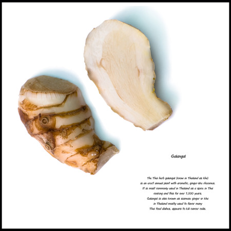 Greater galangal isolated on the white backgroundの写真素材