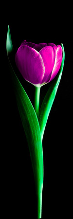 tulip flower isolated on black backgroundの写真素材