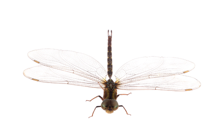 Dragonfly isolated on white background.の写真素材