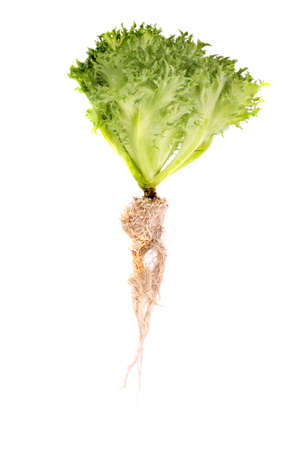 Salad leaf. Lettuce isolated on white background.の写真素材