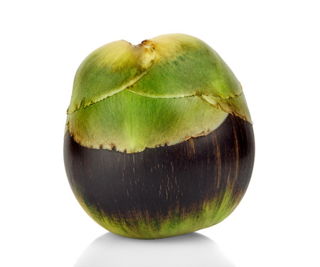 Asian Palmyra palm, fruit on white background.の写真素材