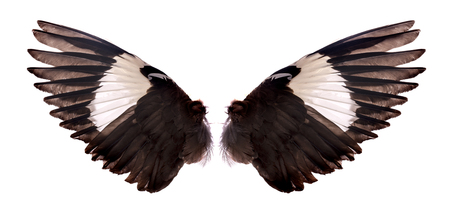 wing on black blackground
の写真素材