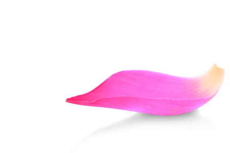 Closeup on lotus petal on white background
の写真素材