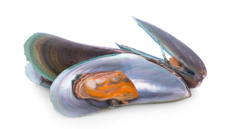 mussels on a white background