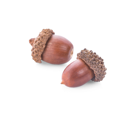 acorns on a white background ,close upの写真素材