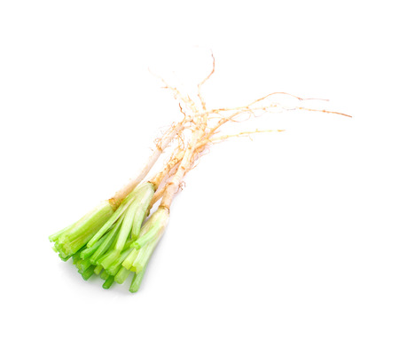 Coriander root on white backgroundの写真素材