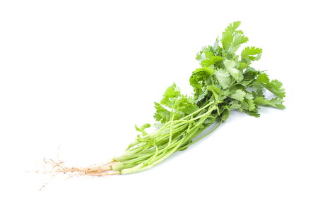 Coriander on white backgroundの写真素材