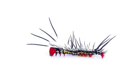 caterpillar on a white background close up