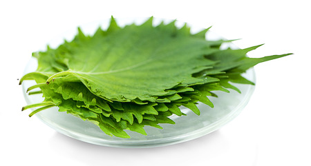 fresh green shiso leaf on white background