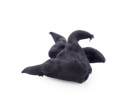 Water Caltrops, Trapa natans isolated on white backgroundの写真素材