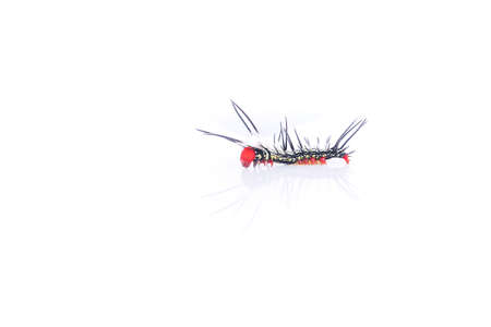 Mosquito isolated on white backgroundの写真素材